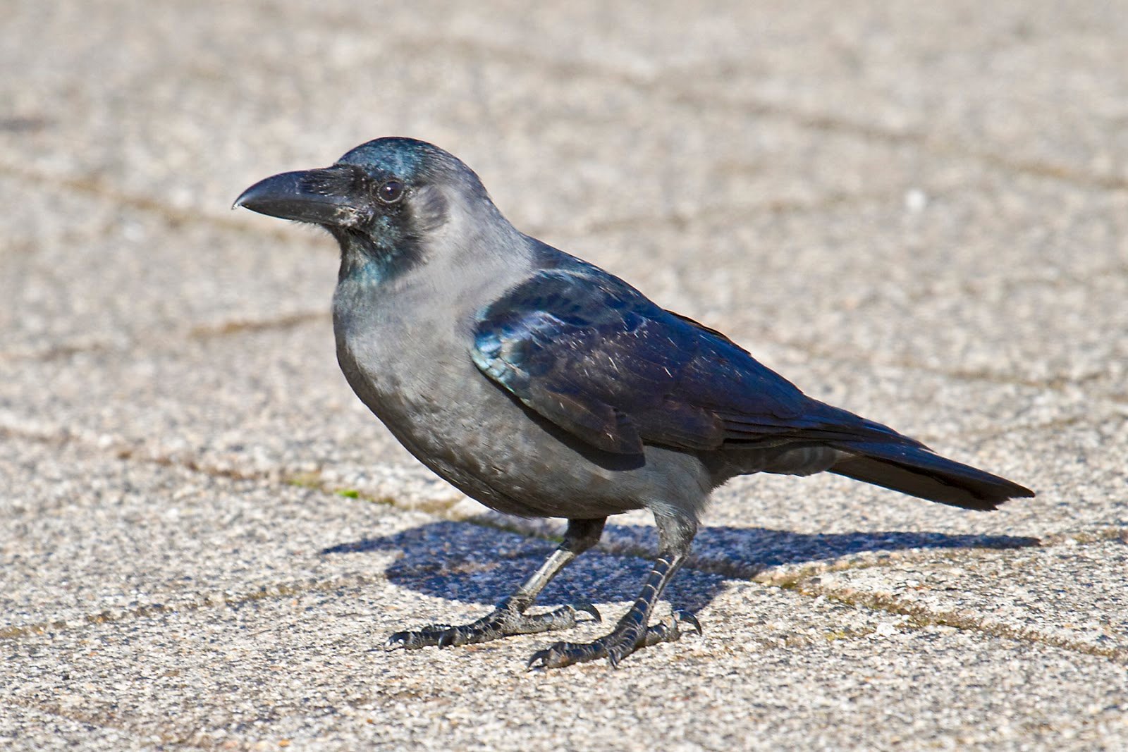 Invasive house crow